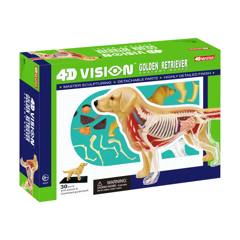 4D Master Golden Retriever Skeletal & Organ Anatomy Model