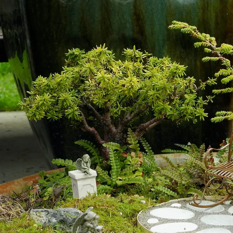 Abbott’s Pygmy Hemlock – Dwarf Tsuga Canadensis for Rock Gardens