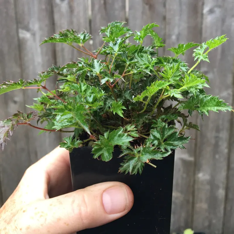 Astilbe glaberrima ‘Saxatilis’ – Tiny 2-Inch Pot Perennial