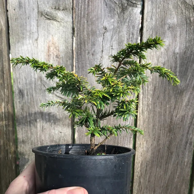 Aurea Compact Hemlock – Golden-Dwarf Tsuga canadensis Shrub