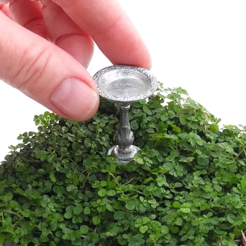 Baby Tears Plant – Soleirolia soleirolii Ground Cover