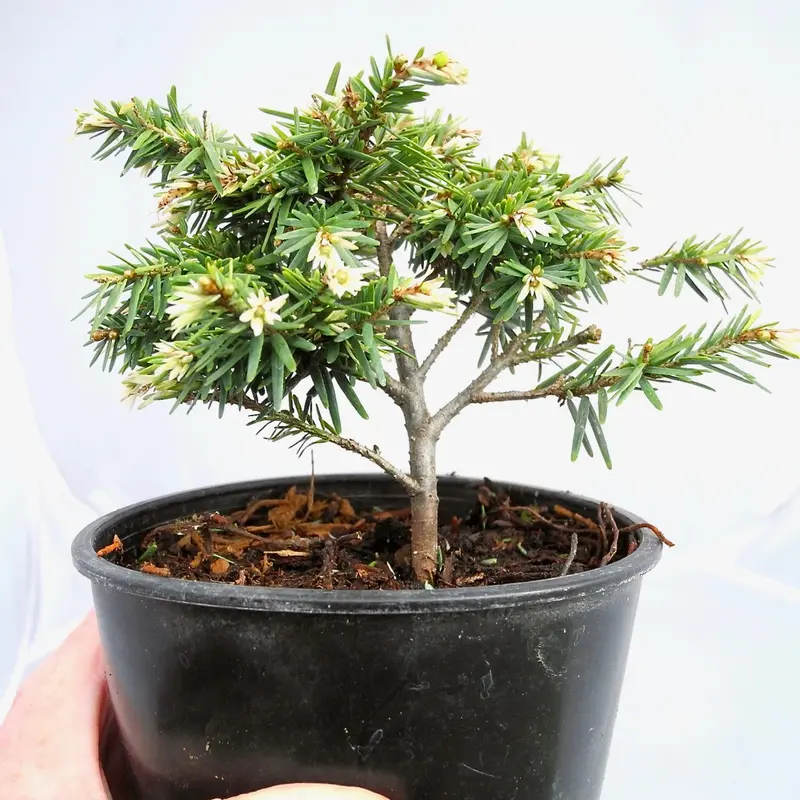 Betty Rose Hemlock – Dwarf Canadian Hemlock with Soft, Rosy New Growth