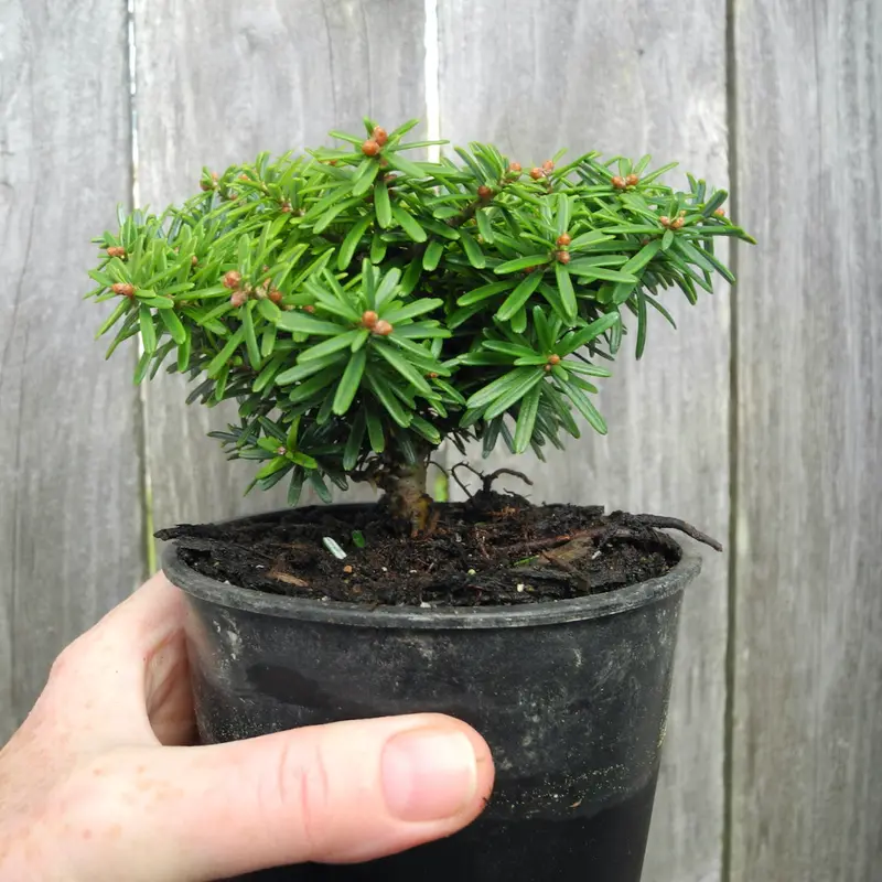 Cis Korean Fir Dwarf Conifer – Compact Abies koreana for Small Gardens