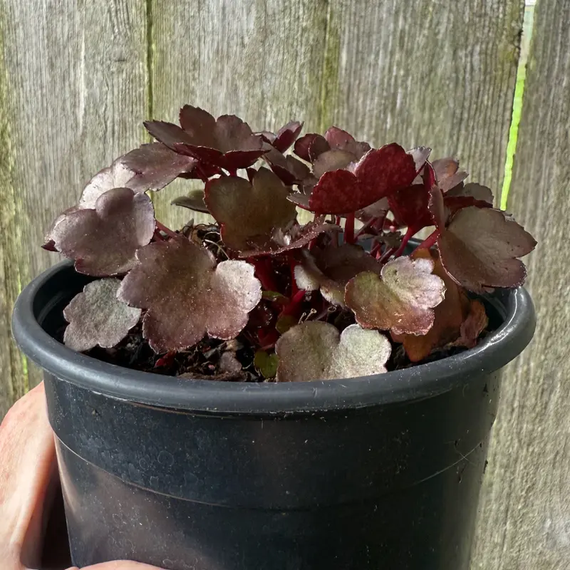 Dancing Pixies Saxifrage – Saxifraga cortusifolia