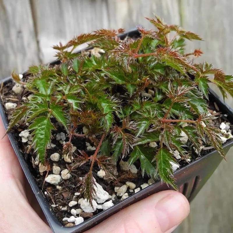 Dwarf Astilbe – Compact Astilbe Glaberrima for Shade Gardens