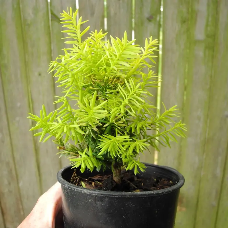 Dwarf Golden Japanese Yew – Taxus cuspidata ‘Nana Aurescens’