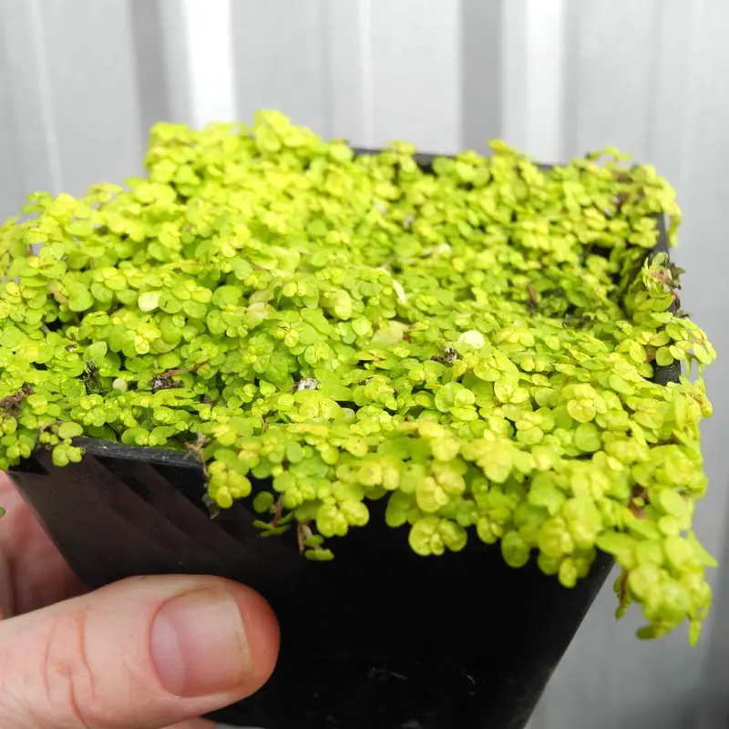 Golden Baby Tears – Luminous Yellow-Green Creeping Soleirolia
