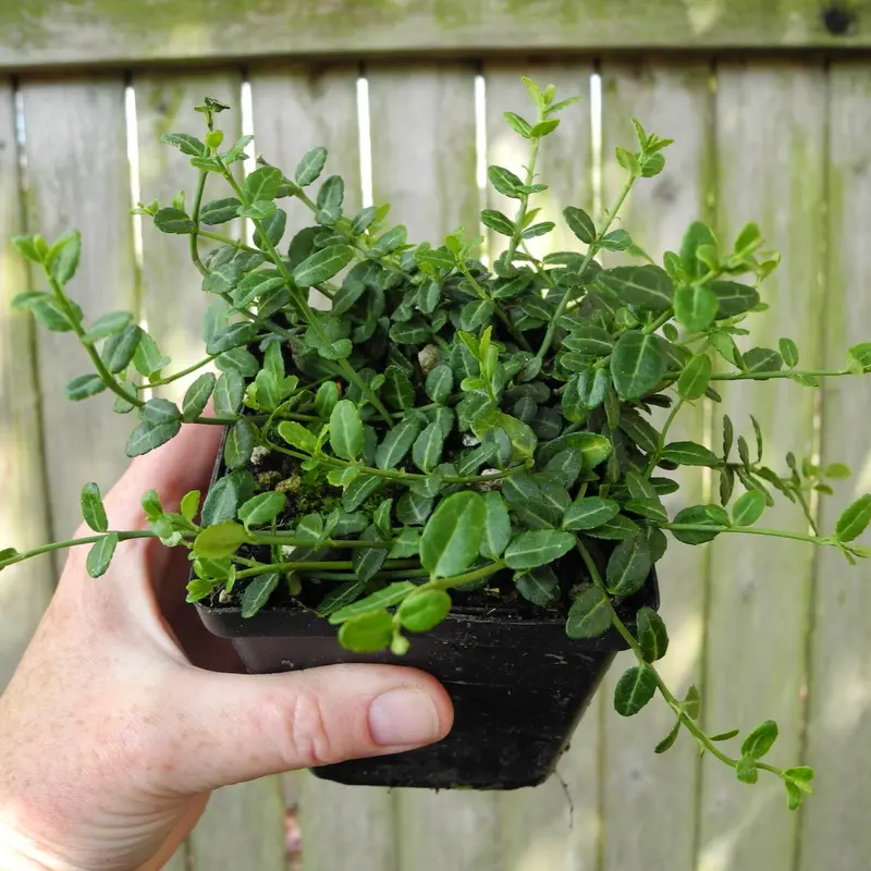 Kewensis Wintercreeper – Dwarf Evergreen Euonymus on Standard Form