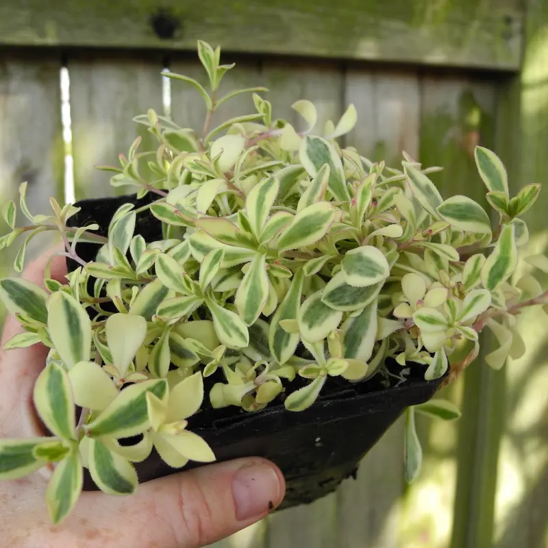 Silene uniflora ‘Druett’s Variegated’ – Variegated Sea Campion