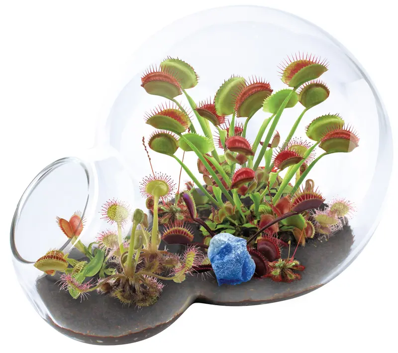Unique Gardener Dual-Sphere Carnivorous Plant Terrarium